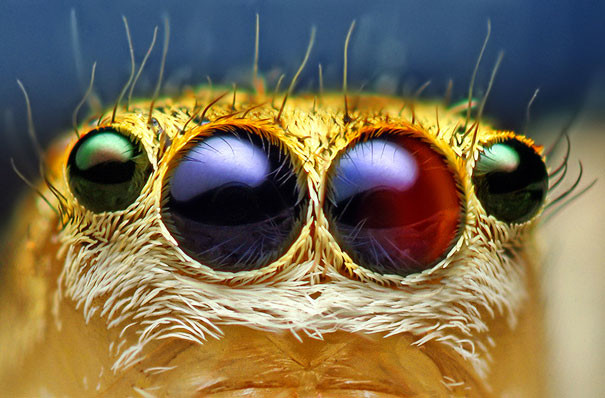 Τα μεγάλα και εντυπωσιακά μάτια των εντόμων 
